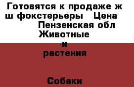 Готовятся к продаже ж/ш фокстерьеры › Цена ­ 5 000 - Пензенская обл. Животные и растения » Собаки   . Пензенская обл.